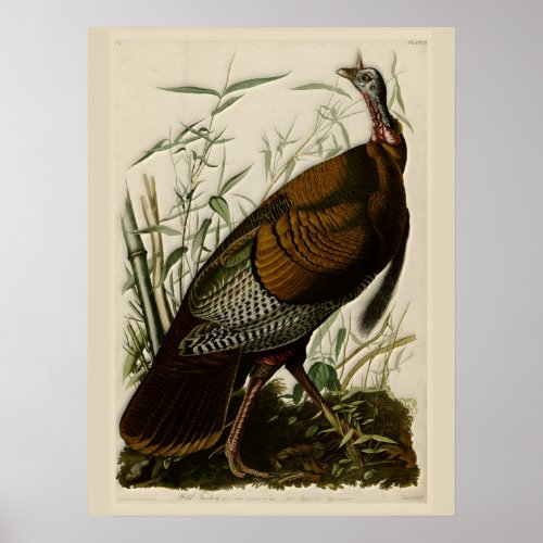 Wild Turkey by John Audubon Poster