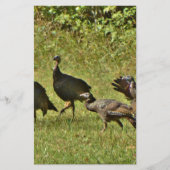 Wild Turkey, Camouflage colors (Front)