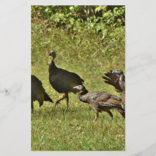Wild Turkey, Camouflage colors (Front)