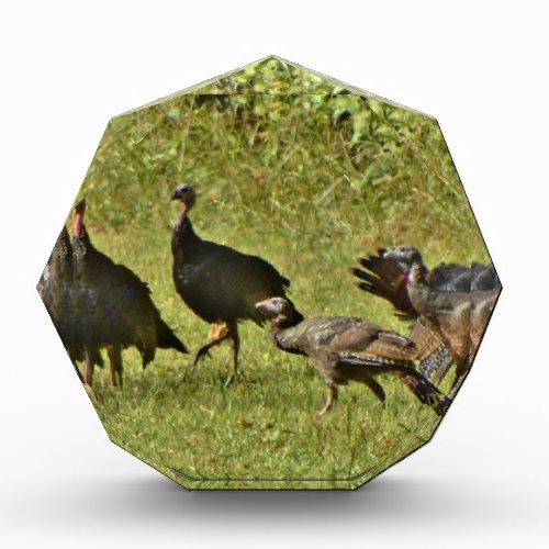 Wild Turkey Camouflage colors Award