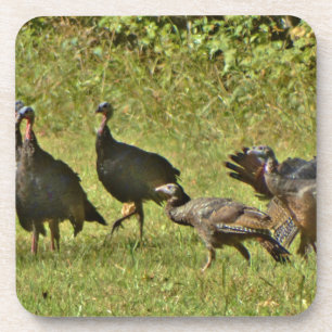 Wild Turkey, Camouflage colors Drink Coaster