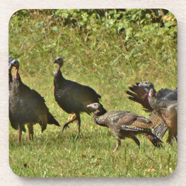 Wild Turkey, Camouflage colors Drink Coaster (Front)