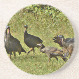 Wild Turkey, Camouflage colors Drink Coaster