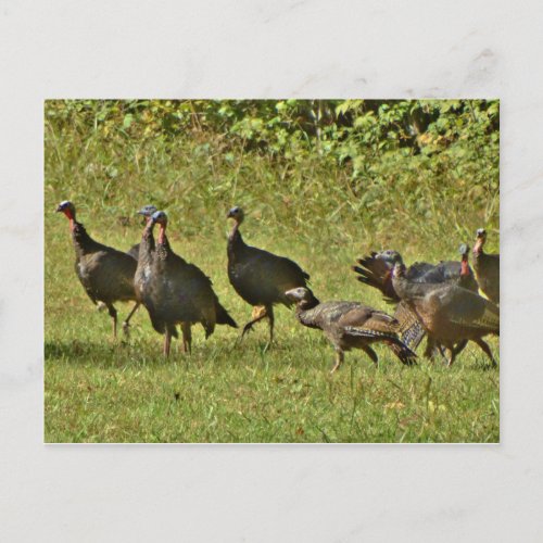 Wild Turkey Camouflage colors Postcard