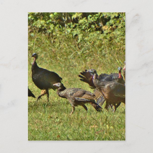 Wild Turkey, Camouflage colors Postcard (Front)