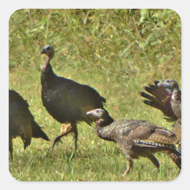 Wild Turkey, Camouflage colors Square Sticker (Front)