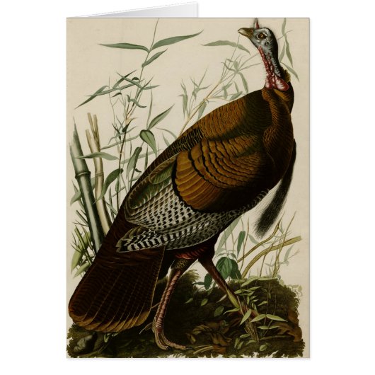 Wild Turkey Cards (Front)