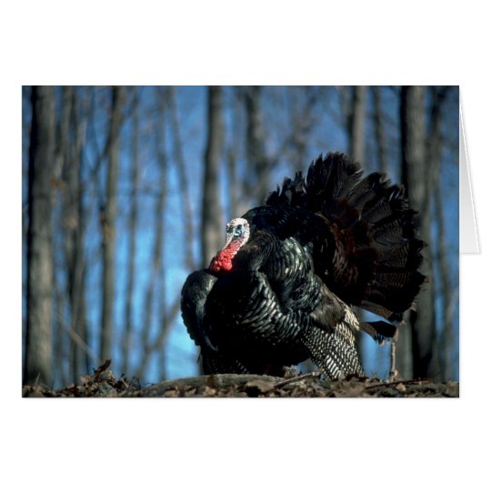 Wild turkey cards (Front Horizontal)