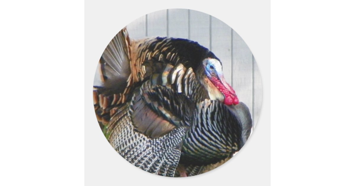 wild turkey classic round sticker | Zazzle