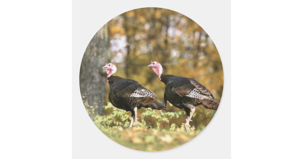 Wild turkey classic round sticker | Zazzle