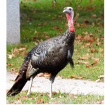Wild Turkey Cutout<br><div class="desc">Photo of Kevin the Wethersfield turkey</div>