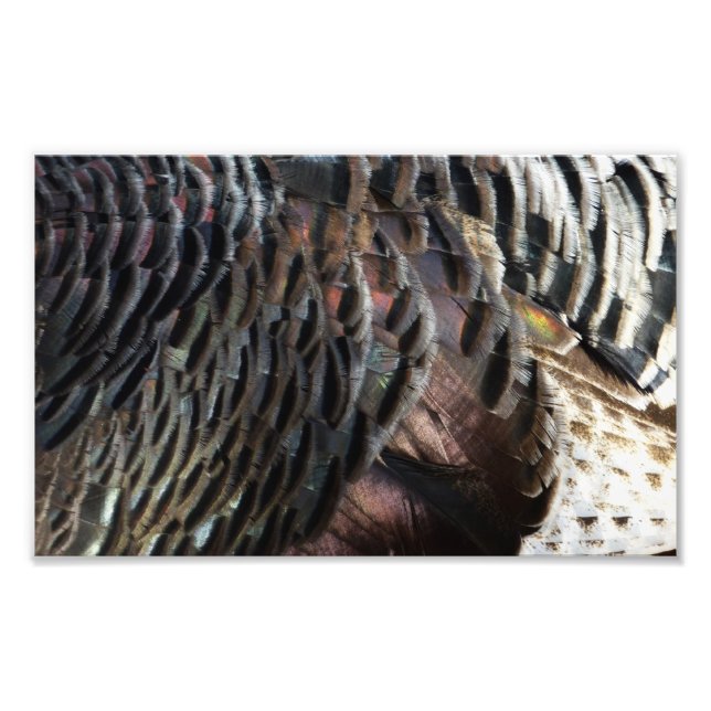 Wild Turkey Feathers I Abstract Nature Design Photo Print (Front)