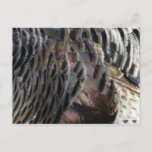 Wild Turkey Feathers I Abstract Nature Design Postcard