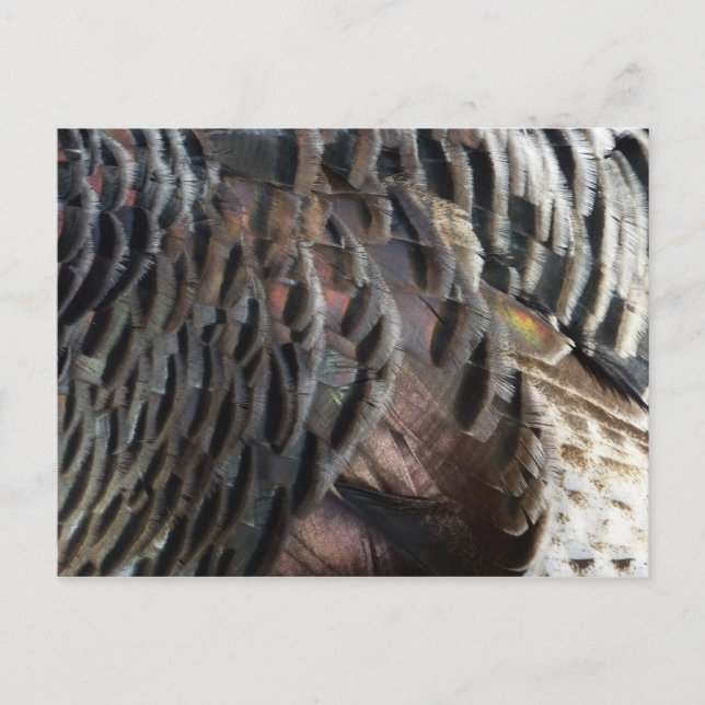 Wild Turkey Feathers I Abstract Nature Design Postcard (Front)