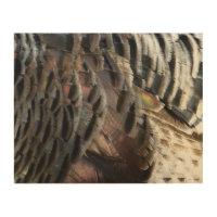 Wild Turkey Feathers I Abstract Nature Design