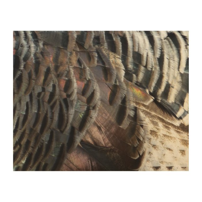 Wild Turkey Feathers I Abstract Nature Design Wood Wall Decor (Front)