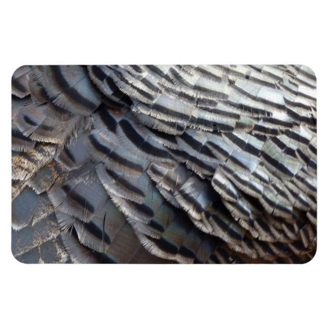 Wild Turkey Feathers II Abstract Nature Design Magnet (Horizontal)
