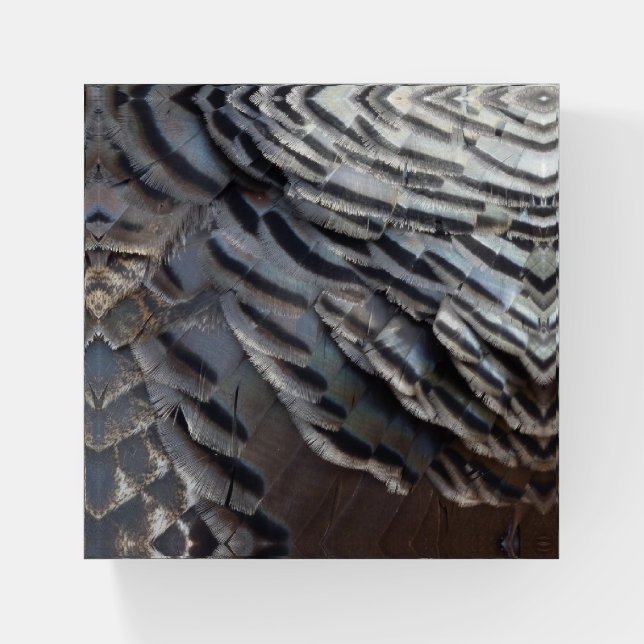 Wild Turkey Feathers II Abstract Nature Design Paperweight (Front)