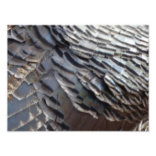 Wild Turkey Feathers II Abstract Nature Design Photo Print