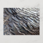 Wild Turkey Feathers II Abstract Nature Design Postcard