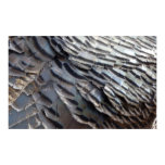 Wild Turkey Feathers II Abstract Nature Design Poster