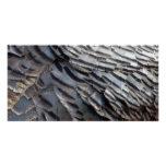 Wild Turkey Feathers II Abstract Nature Design Poster
