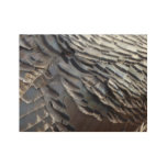 Wild Turkey Feathers II Abstract Nature Design Wood Poster