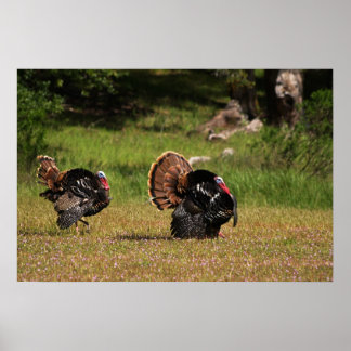 Wild Turkey Gobblers Poster