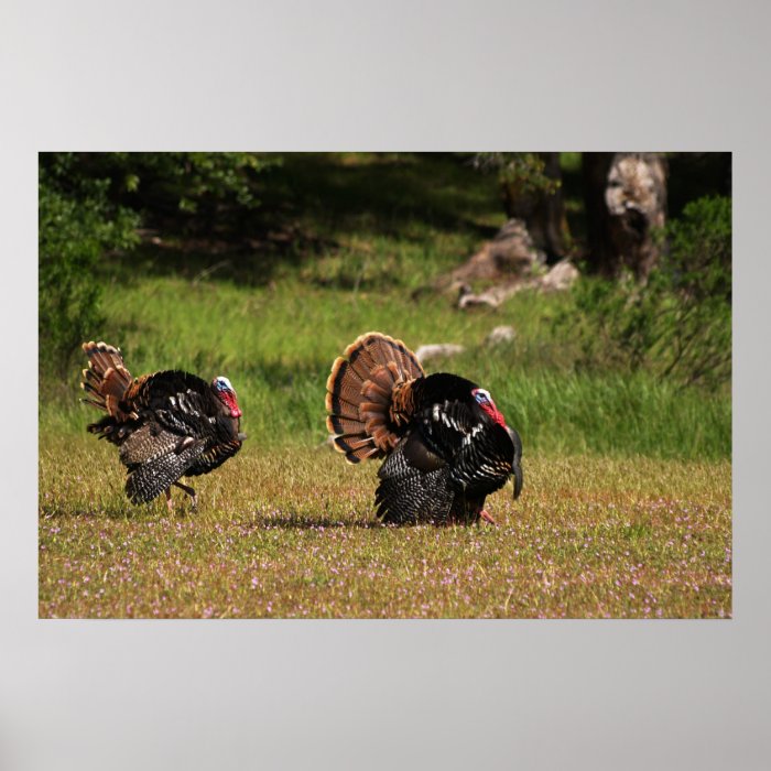 Wild Turkey Gobblers Print