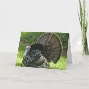 Wild Turkey Greeting Card