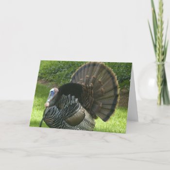 Wild Turkey Greeting Card by WildlifeAnimals at Zazzle