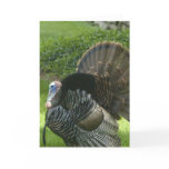 Wild Turkey Greeting Card
