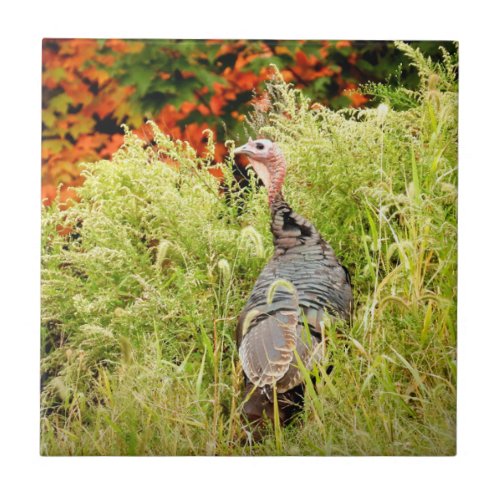 Wild Turkey in Tall Grass In Autumn   Ceramic Tile