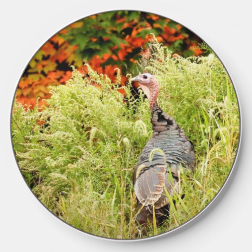 Wild Turkey in Tall Grass In Autumn   Wireless Charger