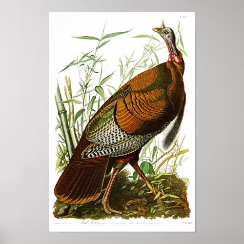 Wild Turkey John James Audubon Birds of America Poster