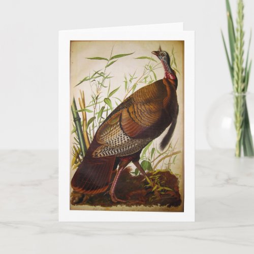 Wild Turkey John James Audubon Card