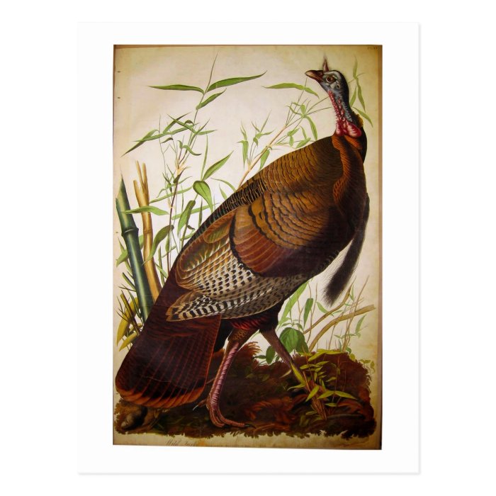 Wild Turkey, John James Audubon Post Card