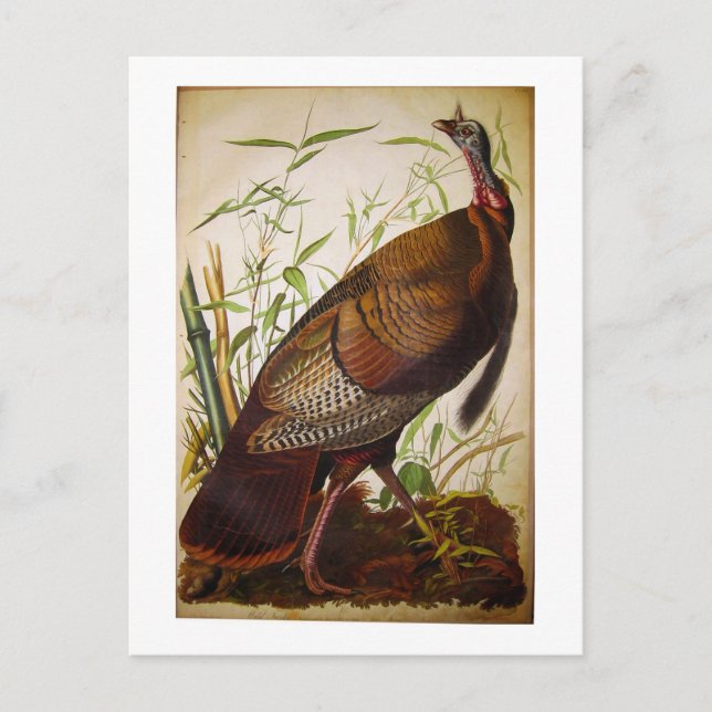 Wild Turkey, John James Audubon Postcard (Front)