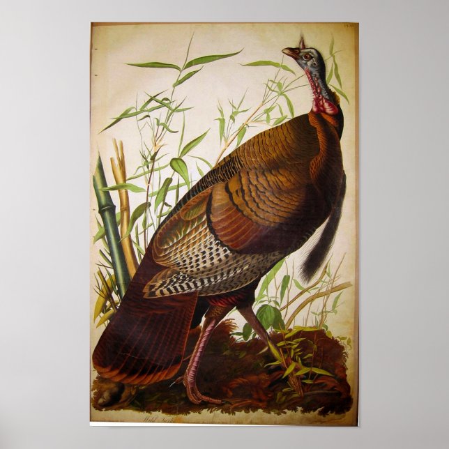 Wild Turkey, John James Audubon Poster (Front)