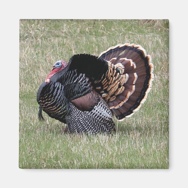 Wild Turkey Magnet (Front)