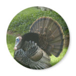 Wild Turkey Magnet