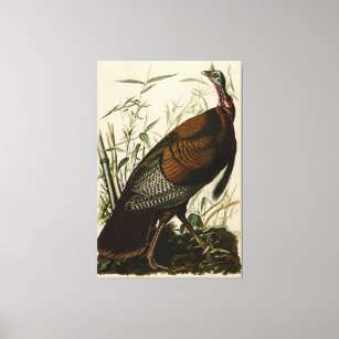 Wild Turkey (Male) from Audubon's Birds of America Canvas Print