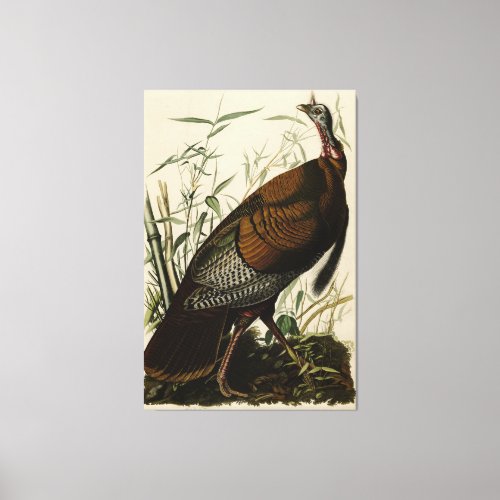 Wild Turkey Male from Audubons Birds of America Canvas Print