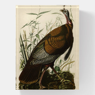 Wild Turkey (Male) from Audubon's Birds of America Paperweight