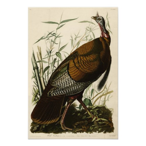 Wild Turkey Male from Audubons Birds of America Photo Print