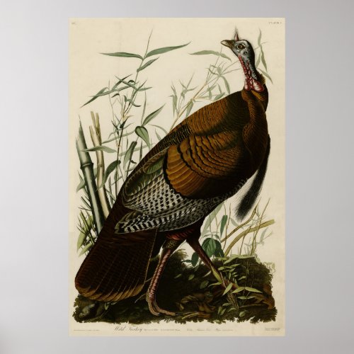 Wild Turkey Male from Audubons Birds of America Poster