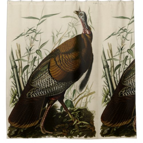 Wild Turkey Male from Audubons Birds of America Shower Curtain