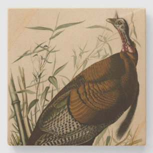Wild Turkey (Male) from Audubon's Birds of America Stone Coaster
