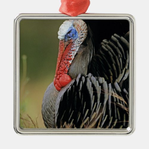 Wild Turkey Meleagris gallopavomale Metal Ornament