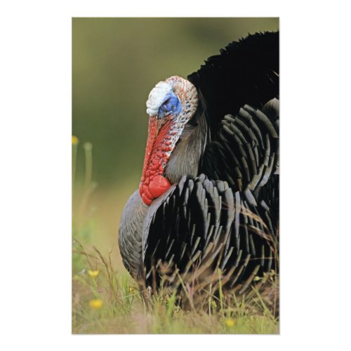 Wild Turkey Meleagris gallopavomale Photo Print